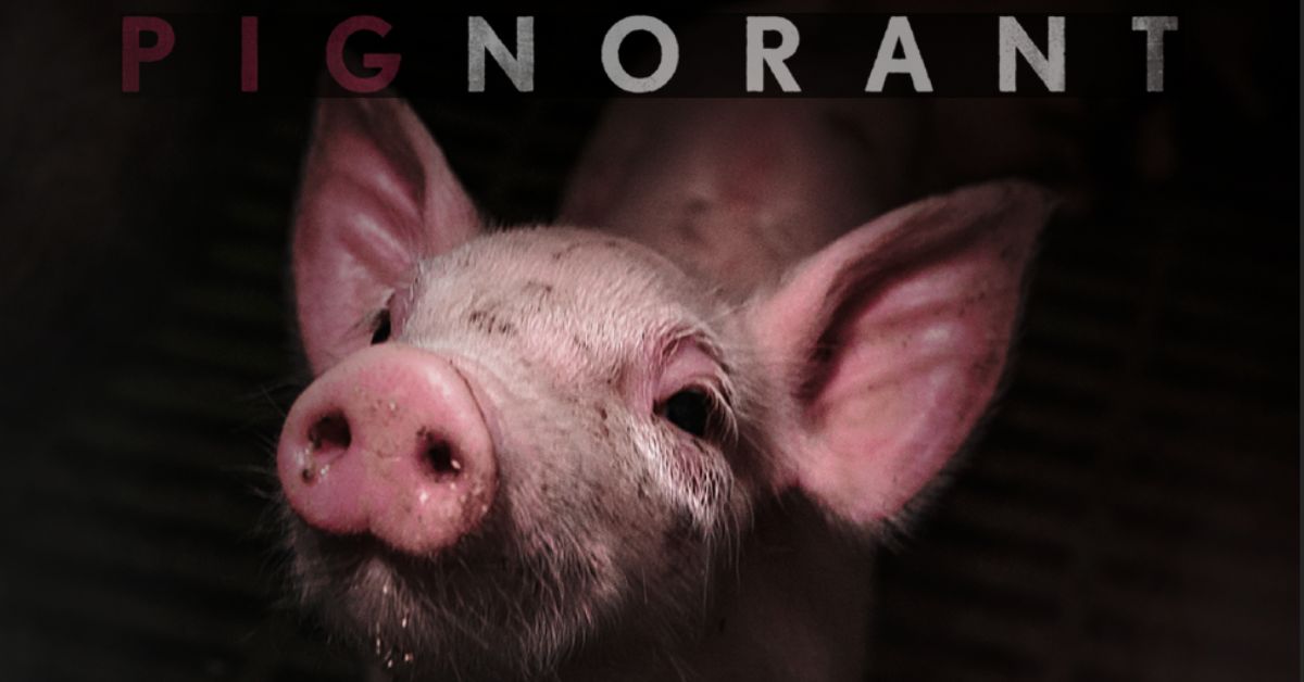 PIGNORANT: A Documentary Exploring the Ethics of Pig Farming